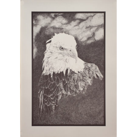 Bald Eagle - Ltd Edition Print
