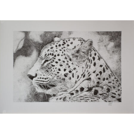 Leopard (Ltd Edition Print)
